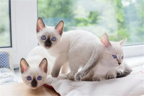 13 races de chats asiatiques avec photos